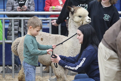 alpaca and intent learner (1).jpg