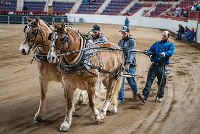 draft horse pull.jpg